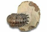Detailed Crotalocephalina Trilobite - Atchana, Morocco #254512-2
